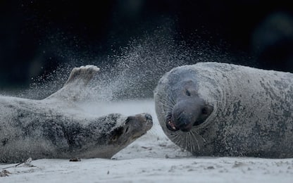 Francia, foche uccise: Sea Sheperd, 10mila euro per scoprire colpevoli