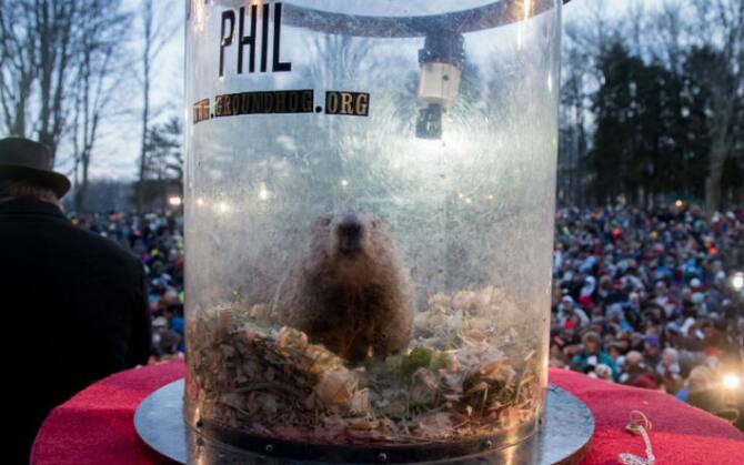 Groundhog Day La Marmotta Prevede Ancora 6 Settimane Di Inverno Foto Sky Tg24