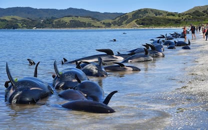 Nuova Zelanda, oltre 140 balene muoiono arenate in spiaggia