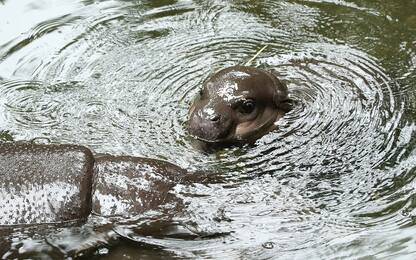 Sydney, bagno del baby ippopotamo pigmeo