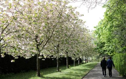 Primavera a Regent's Park
