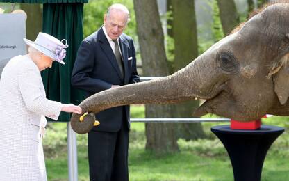 La regina Elisabetta con il baby elefante che porta il suo nome. FOTO<br>
