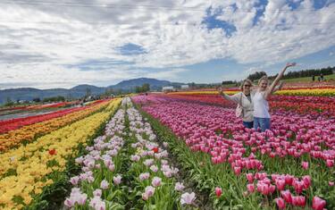 Canada, il festival dei tulipani