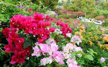 5Cina_fiori_Bougainvillea_Xiamen_Lapresse