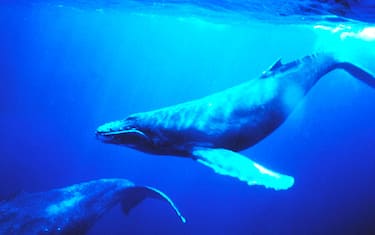 blue_whale_FLICKR