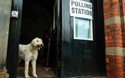 #DogsAtPollingStations: anche i cani al seggio durante le elezioni Uk