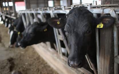 Siracusa, mucche sui binari: denunciati tre allevatori