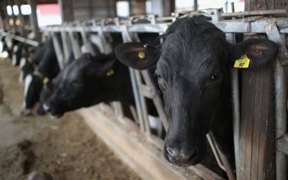 Stress da caldo per le mucche, prodotto il 20% di latte in meno 