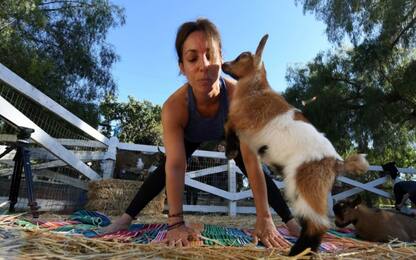 Yoga e capre, ultima tendenza fitness dagli Usa. FOTO