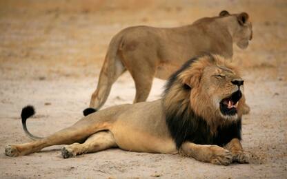 Xanda, figlio del leone Cecil, ucciso da cacciatori di trofei