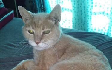 Addio a Stubbs, il "gatto-sindaco" dell'Alaska