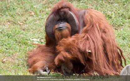 Addio a Chantek, tra i primi oranghi a imparare la lingua dei segni