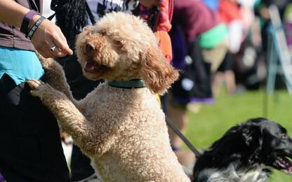 International agility festival