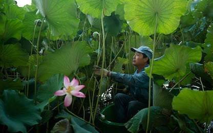 Cina, la raccolta di baccelli di loto