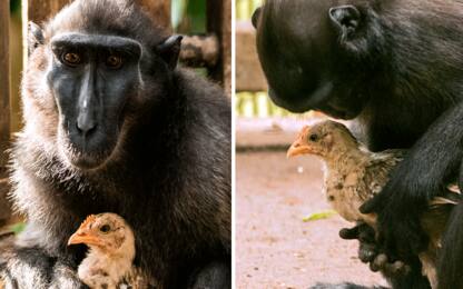 Zoo di Tel Aviv, scimmia adotta pollo