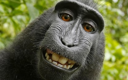 Selfie del macaco, trovato l'accordo sul copyright: è del fotografo