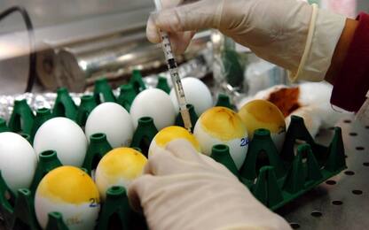 Aviaria, Hong Kong vieta l’import di pollo e uova da Padova