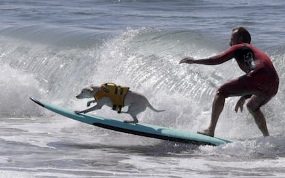California, la gara dei cani con il surf