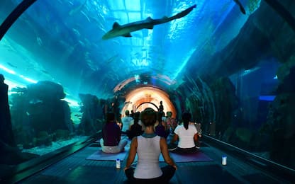 A Dubai lo yoga si fa tra pesci e squali