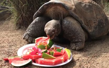 La tartaruga gigante Hugo festeggia i 67 anni. Video