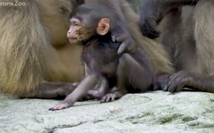 Il baby babbuino è la nuova star dello zoo del Bronx