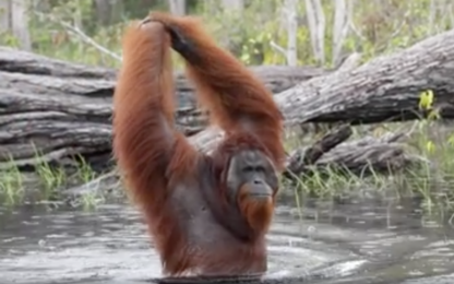 Borneo, il video dell'orango che guada il fiume