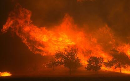 California, gli incendi arrivano alle case e devastano vigneti. VIDEO