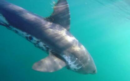 Sub incrocia squalo nelle acque gelide del Canada. VIDEO