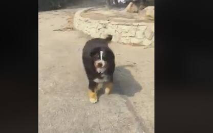 Incendi in California, la storia a lieto fine del cane Izzy. VIDEO