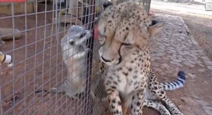 Sudafrica, il ghepardo fa le fusa quando il suricato lo coccola. VIDEO