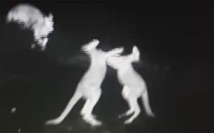 Video a infrarossi mostra un combattimento notturno tra canguri