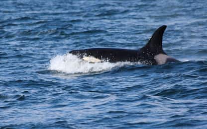 PCB, la plastica vietata da più di 40 anni che sta uccidendo le orche