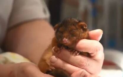 Ospedale veterinario in Australia presenta i piccoli pazienti. VIDEO