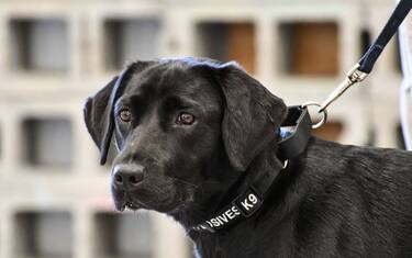 La Cia "licenzia" la cagnolina Lulu: non voleva più annusare esplosivi