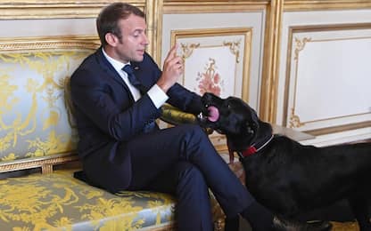 Il cane Nemo imbarazza Macron: fa pipì durante un incontro all’Eliseo