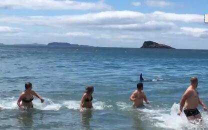L'orca si avvicina a riva, bagnanti costretti a fuggire. VIDEO