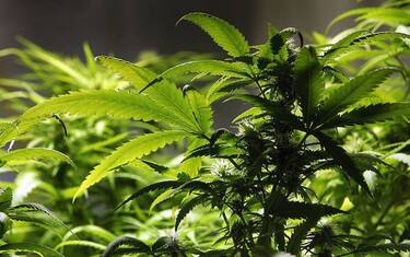 Piantagioni di marijuana in giardino, arrestato 60enne nel Torinese
