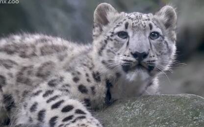 New York, la cucciola di leopardo delle nevi gioca con la mamma. VIDEO