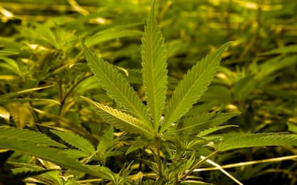 Catania, sequestrate 1.200 piante di cannabis in rione San Cristoforo