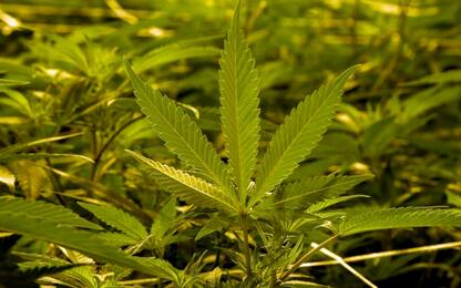 Scoperta a Catania piantagione di marijuana: droga per 10 milioni