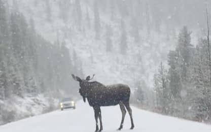 Canada, alce attraversa la strada durante una tempesta di neve. VIDEO