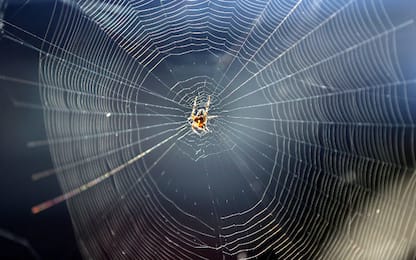 Svizzera, chiama la polizia per un ragno in camera