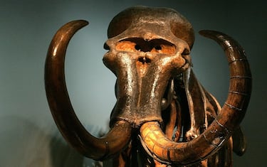 Scienziati hanno sequenziato DNA di mammut di 1 milione di anni fa