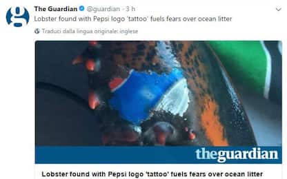Pescato in Canada astice con un "tatuaggio" della Pepsi