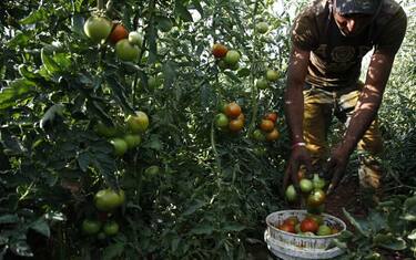 lavoro_campi_pomodoro_getty