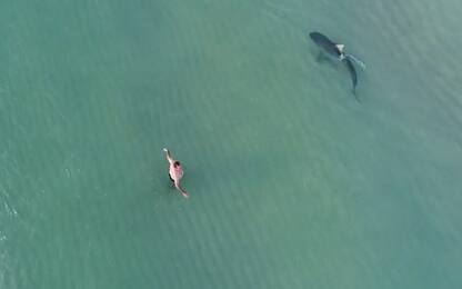 A Miami lo squalo tigre nuota vicino ai bagnanti. VIDEO