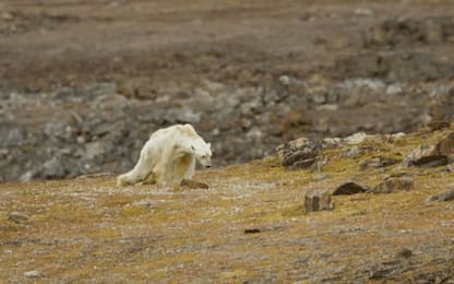 Orso polare denutrito, colpa dei cambiamenti climatici. VIDEO