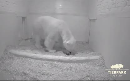 Un cucciolo di orso polare è nato allo zoo di Berlino. VIDEO