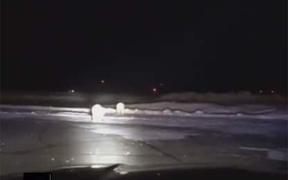 Alaska, due orsi polari a spasso sulla pista dell'aeroporto. VIDEO