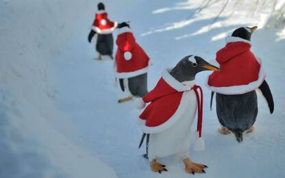 Cina, la marcia dei pinguini di Natale